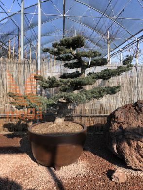 Pinus pentaphylla |160|FI:280|Niwaki|unikat|C/JUMBO285