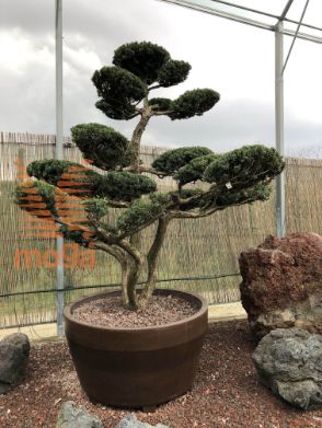 Taxus cuspidata |230|FI:240|Niwaki|unikat|C/JUMBO390