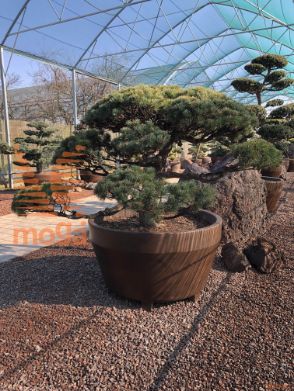 Pinus pentaphylla |100|FI:170|Niwaki|unikat|C/JUMBO390