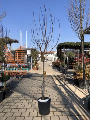Prunus armeniaca "Sungiant" |12/14|Half standard|C