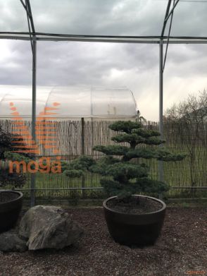 Pinus pentaphylla |140|FI:300|Niwaki|unikat|C/JUMBO285