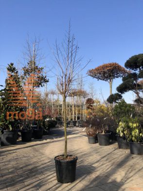 Lagerstroemia indica "Shell Pink"