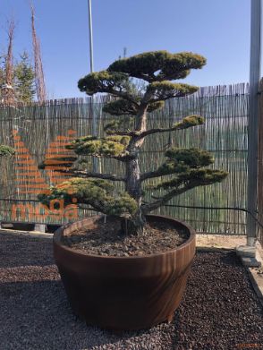 Pinus parviflora |190|FI:180|Niwaki|unikat|C/JUMBO500
