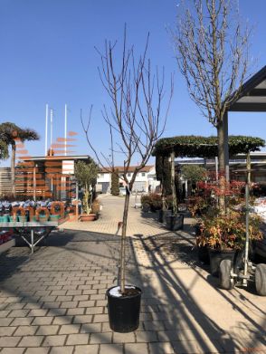 Prunus persica "Springcrest" |12/14|Half standard|C