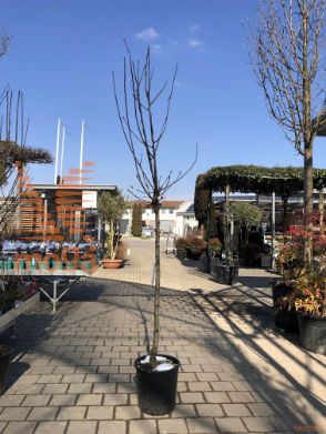 Pyrus communis "Viljamovka" |12/14|Half standard|C