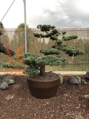 Pinus pentaphylla |170|FI:200|Niwaki|unikat|C/JUMBO165