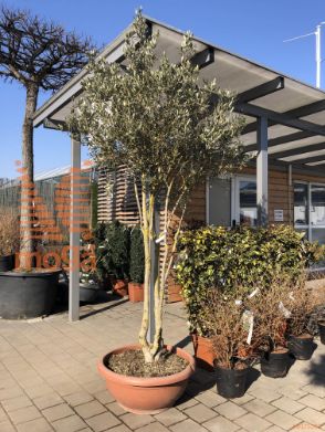 Olea europaea |200-250|Multi stem|C