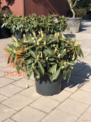 Rhododendron "Tatjana"