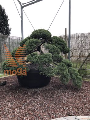 Juniperus chinensis |180|FI:250|Niwaki|unikat|C/JUMBO800