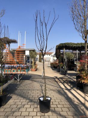 Pyrus communis "Rdeča Viljamovka" |12/14|Half standard|C
