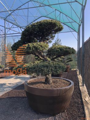 Pinus pentaphylla |170|FI:180|Niwaki|unikat|C/JUMBO800