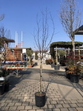 Punica granatum "Mollar d´Elche" |Half standard|C