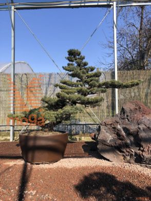 Pinus pentaphylla |170|FI:250|Niwaki|unikat|C/JUMBO215