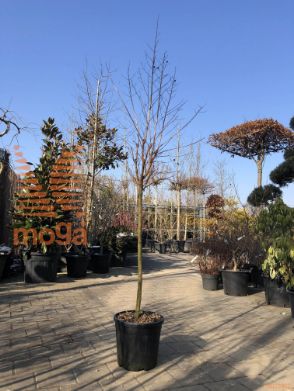 Lagerstroemia indica "Dynamite" |Half standard|C10