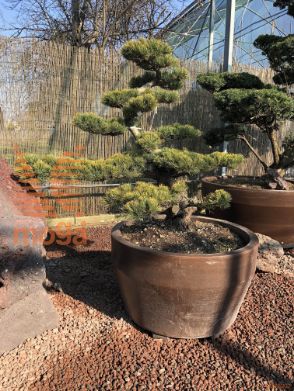 Pinus pentaphylla |150|FI:130|Niwaki|unikat|C/JUMBO215