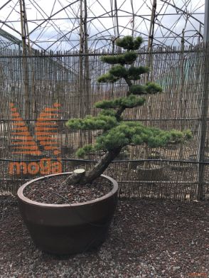 Pinus pentaphylla |110|FI:120|Niwaki|unikat|C/JUMBO215