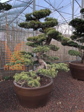 Pinus pentaphylla |170|FI:160|Niwaki|unikat|C/JUMBO215