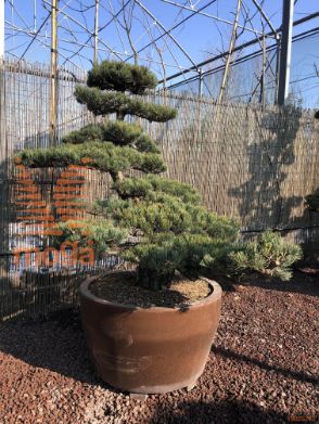 Pinus pentaphylla |150|FI:160|Niwaki|unikat|C/JUMBO215