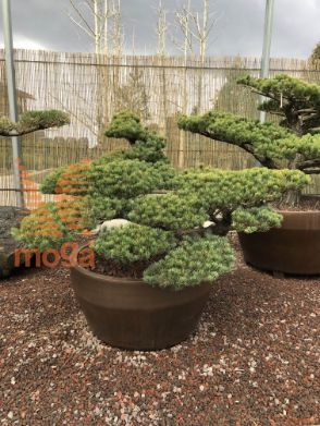 Pinus pentaphylla |90|FI:170|Niwaki|unikat|C/JUMBO215