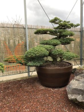 Pinus pentaphylla |180|FI:280|Niwaki|unikat|C/JUMBO500