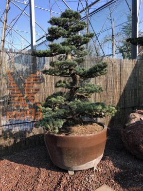 Pinus pentaphylla |200|FI:160|Niwaki|unikat|C/JUMBO215