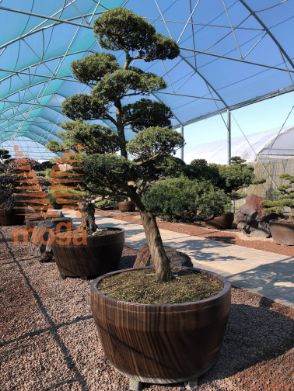 Taxus cuspidata |220|FI:210|Niwaki|unikat|C/JUMBO390