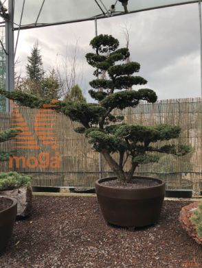 Taxus cuspidata |230|FI:280|Niwaki|unikat|C/JUMBO390