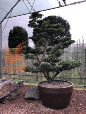 Taxus cuspidata |260|FI:310|Niwaki|unikat|C/JUMBO390