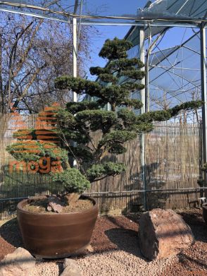 Taxus cuspidata |270|FI:310|Niwaki|unikat|C/JUMBO390