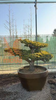 Slika Pinus parviflora |110|FI:190|Niwaki|unikat|C/JUMBO390