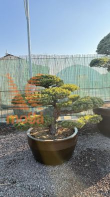 Slika Pinus parviflora |110|FI:150|Niwaki|unikat|C/JUMBO215