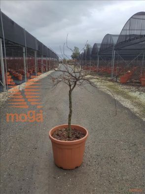 http://web2.zelari.it/U/Foto/292.jpg