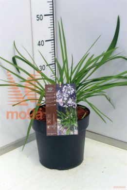 http://twentheplant.nl/tsd/91250_AGTWISTE_8P23_1.jpg