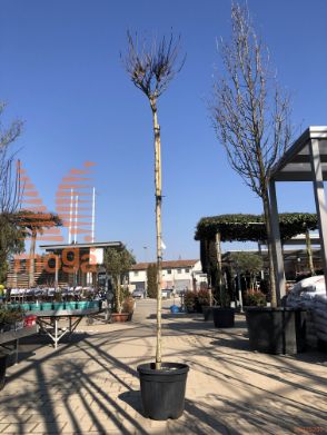 Robinia pseudoacacia "Umbraculifera" |8/10|High standard|C