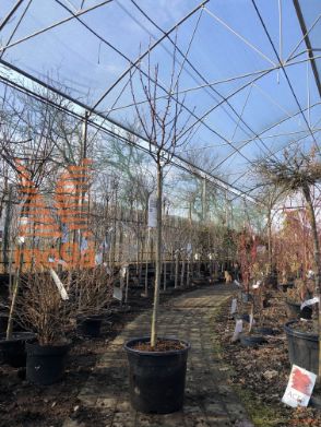 Malus "Adirondack" |Half standard|C