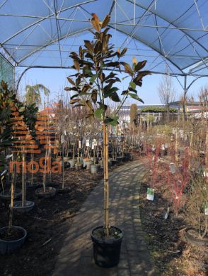Magnolia grandiflora "Goliath" |Half standard|C