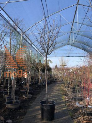 Prunus cerasifera "Pissardii" |8/10|Half standard|C18