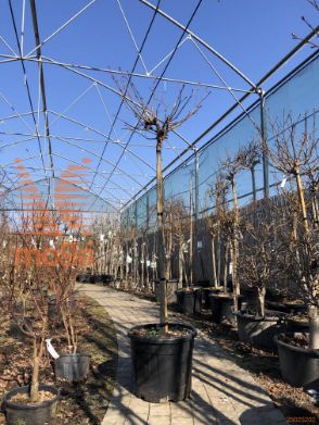 Liquidambar styraciflua "Gum Ball" |8/10|Half standard|C