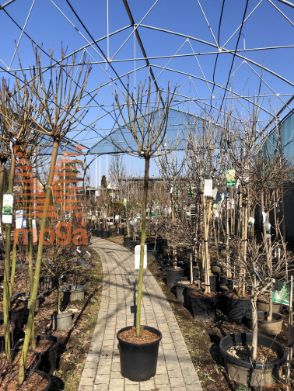 Acer platanoides "Globosum" |10/12|3/4 stem|C