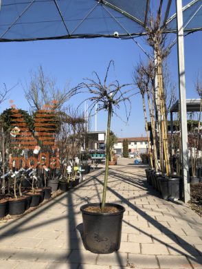 Caragana arborescens "Walker" |Half standard|C18