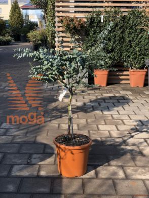 Eucalyptus gunnii "Azura" ® |1/4 stem|C