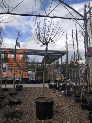 Syringa meyeri "Dark Purple" |Half standard|extra|C