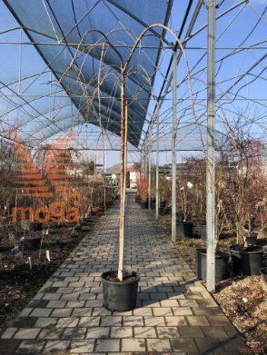 Prunus serrulata "Kiku-shidare-zakura" |12/14|High standard|C