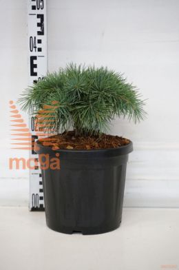 http://twentheplant.nl/tsd/73487_CELHEDGE_8P26025030_1.jpg