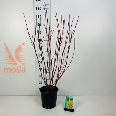 http://twentheplant.nl/tsd/61862_COAAUREA_8P24080100_1.jpg