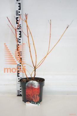 http://twentheplant.nl/tsd/80612_COAWORAN_8p19030040_1.jpg
