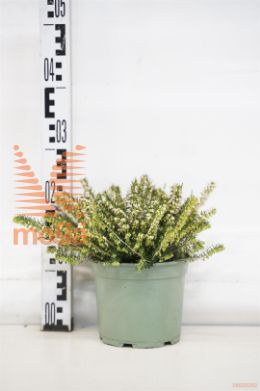 http://twentheplant.nl/tsd/98775_ERDWPERF_8P17_1.jpg