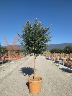 http://web2.zelari.it/U/Foto/4531.jpg