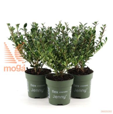 http://twentheplant.nl/tsd/87081_ILCJENNY_8P10.5_1.jpg