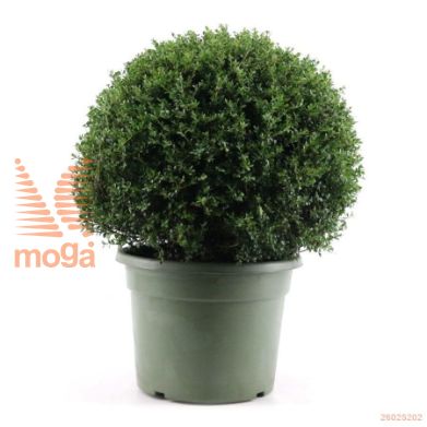 http://twentheplant.nl/tsd/87081_ILCRENAT_VBL070C45_1.jpg
